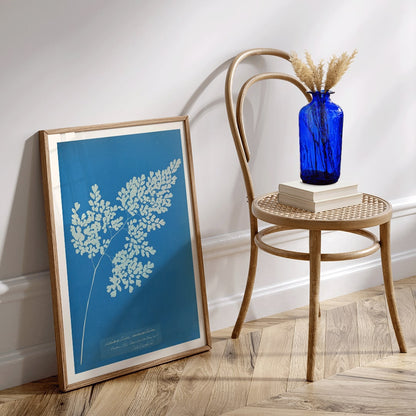 Anna Atkins cyanotype artwork of Adiantum cuneatum fern botanical blueprint poster on blue background, framed and displayed in home decor