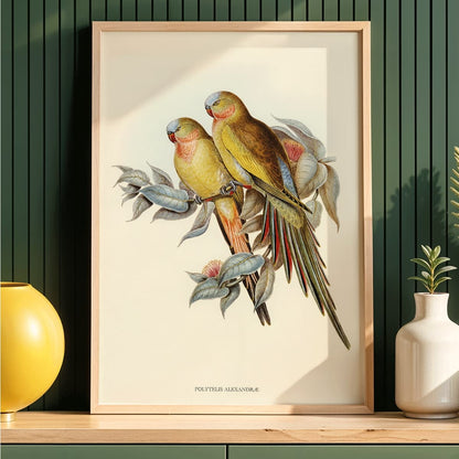 The Princess of Wales Parakeet Polytelis Alexandrae colorful birds on branches and leaves poster artwork, framed and displayed in modern living room decor