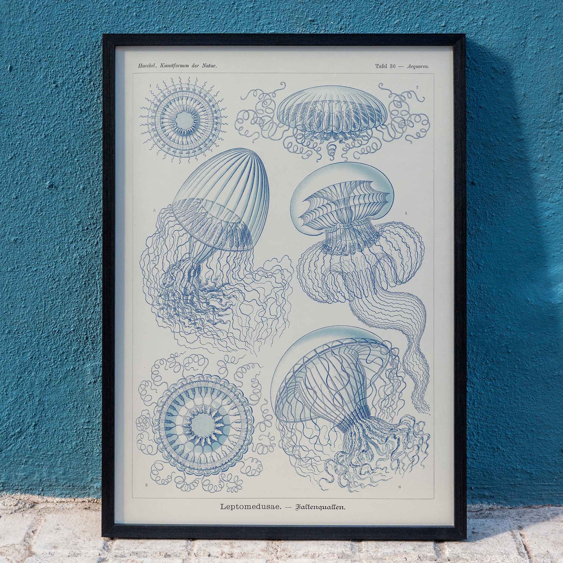 Detailed blue scientific illustration of Leptomedusae jellyfish by Ernst Haeckel poster wall decor, framed and displayed in home decor