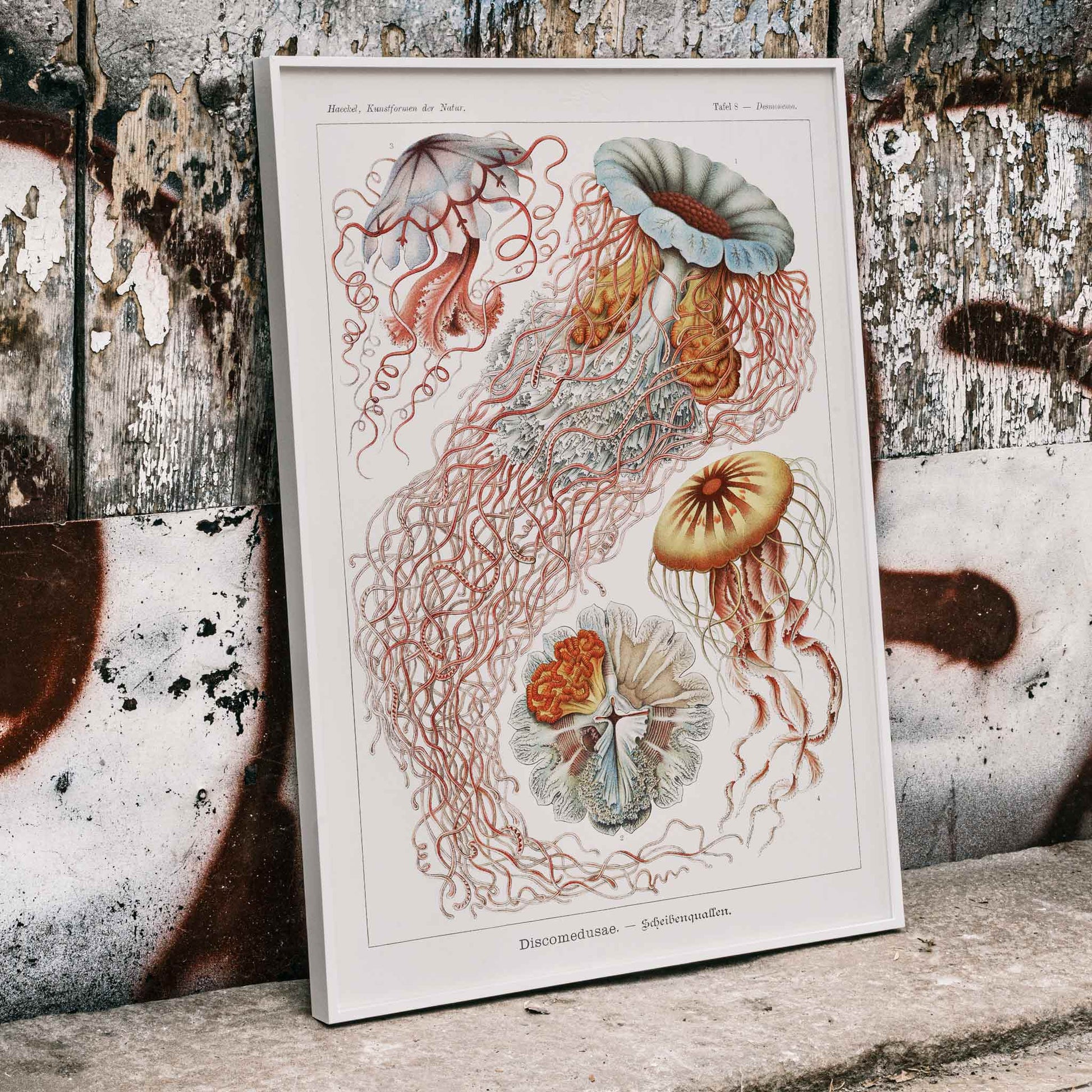Colorful poster illustration of Discomedusae jellyfish marine life by Ernst Haeckel with intricate details and flowing tentacles, framed and displayed in home decor