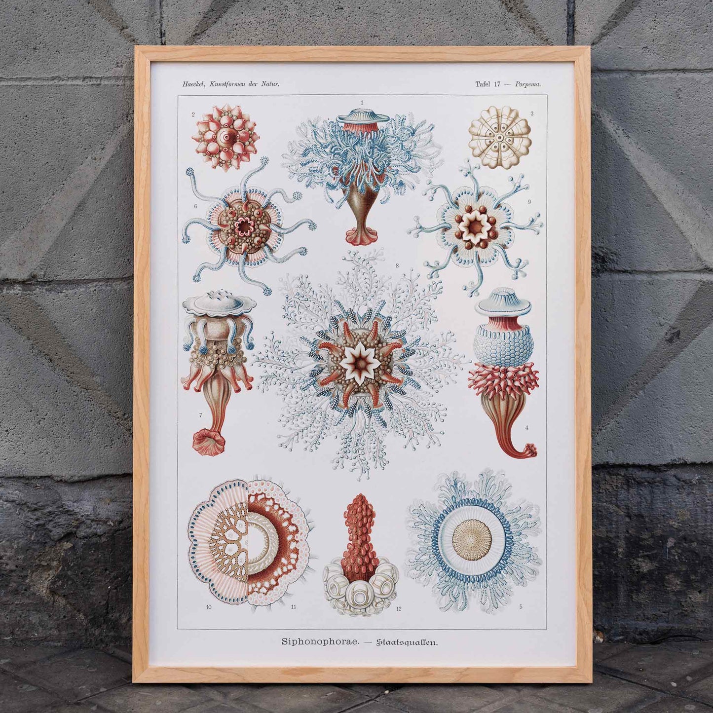 Colorful Siphonophorae jellyfish illustration by Ernst Haeckel scientific poster artwork, framed and displayed in home decor
