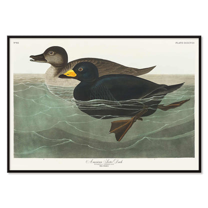 American Scoter ducks swimming in water artwork by John James Audubon Birds of America poster, with black aluminium frame on white background
