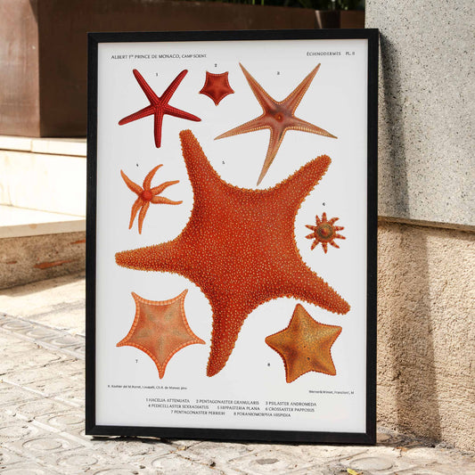 Starfish varieties illustration poster by Albert I Prince of Monaco from Resultats des Campagnes Scientifiques featuring detailed scientific drawings, framed and displayed in home decor