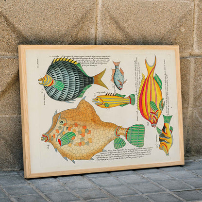 Colourful surreal fish illustrations by Louis Renard from Histoire naturelle des plus rares curiositez de la mer poster, framed and displayed in modern living room decor