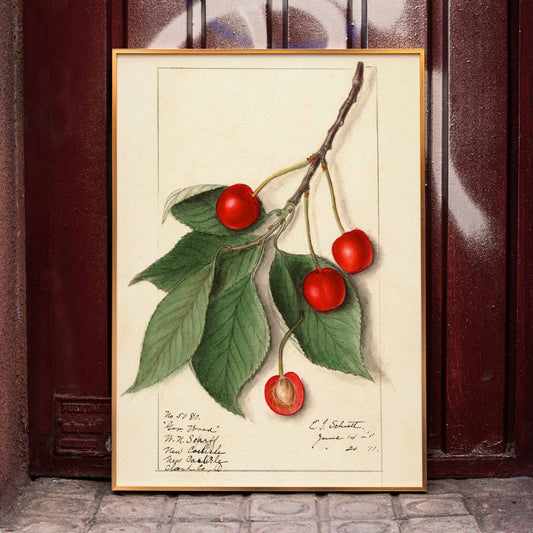 Botanical illustration poster of Prunus avium Govenor Wood by Ellen Isham Schutt featuring cherries and leaves on a branch, framed and displayed in home decor