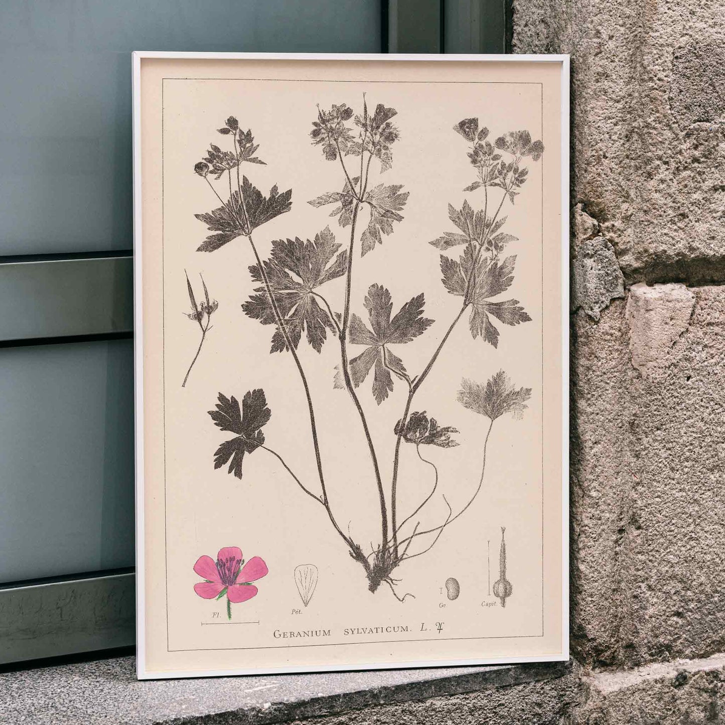 Botanical illustration and poster of Geranium sylvaticum with pink flower and detailed sketches by Louis Antoine Cusin from Herbier de la flore francaise, framed and displayed in home decor