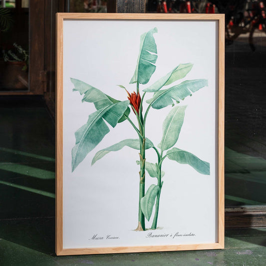 Scarlet banana plant botanical illustration by Pierre Joseph Redoute from Les liliacees poster artwork, framed and displayed in home decor