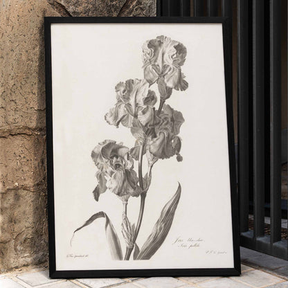 Botanical illustration poster of Blue Dalmatian iris by Pierre Francois Legrand showing detailed iris flowers and leaves in monochrome style, framed and displayed in home decor
