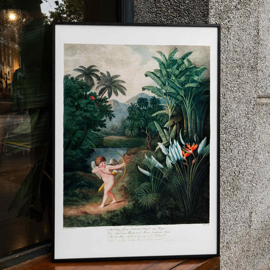 Cupid aiming a bow among lush tropical plants artwork by Robert John Thornton The Temple of Flora poster, framed and displayed in home decor