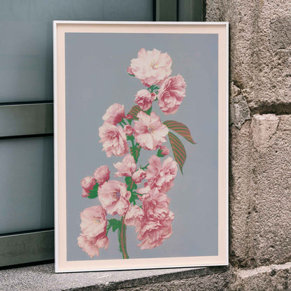 Pink cherry blossom art print by Ogawa Kazumasa delicate flowers on branch poster on grey background, framed and displayed in home decor