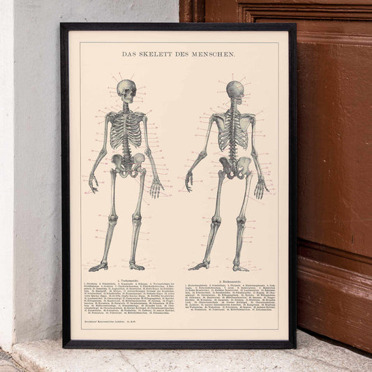 Detailed anatomical drawing and poster of human skeleton by Institute of Liepzig with labeled bones and scientific details, framed and displayed in home decor