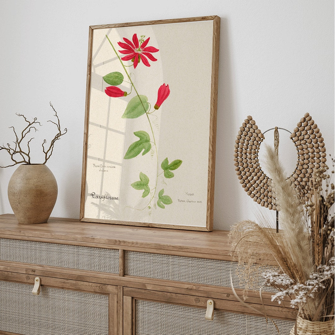 Closeup detail of Botanical illustration of Passiflora coccinea red granadilla flower with green leaves and stems by Red Granadilla and Anonymous