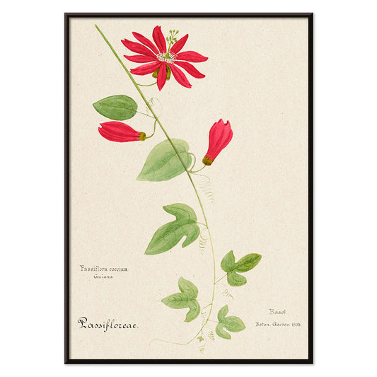 Botanical illustration of Passiflora coccinea red granadilla flower with green leaves and stems by Red Granadilla and Anonymous, with black aluminium frame on white background