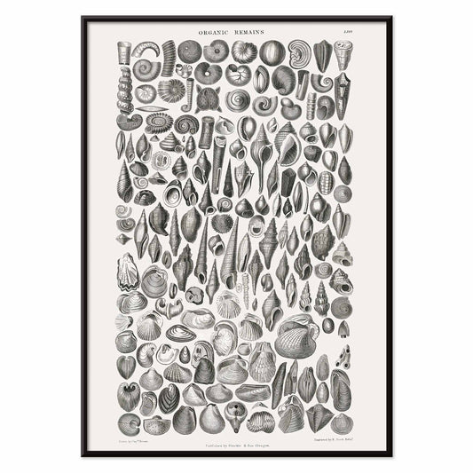 Detailed scientific illustration and poster of fossilized shells and marine life by Oliver Goldsmith from A History of the Earth and Animated Nature and Organic Remains artwork, with black aluminium frame on white background