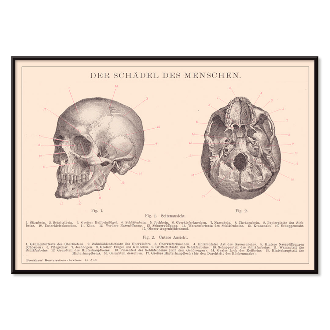 Detailed anatomical illustration and educational poster of human skull side and bottom views by Institute of Liepzig, with black aluminium frame on white background