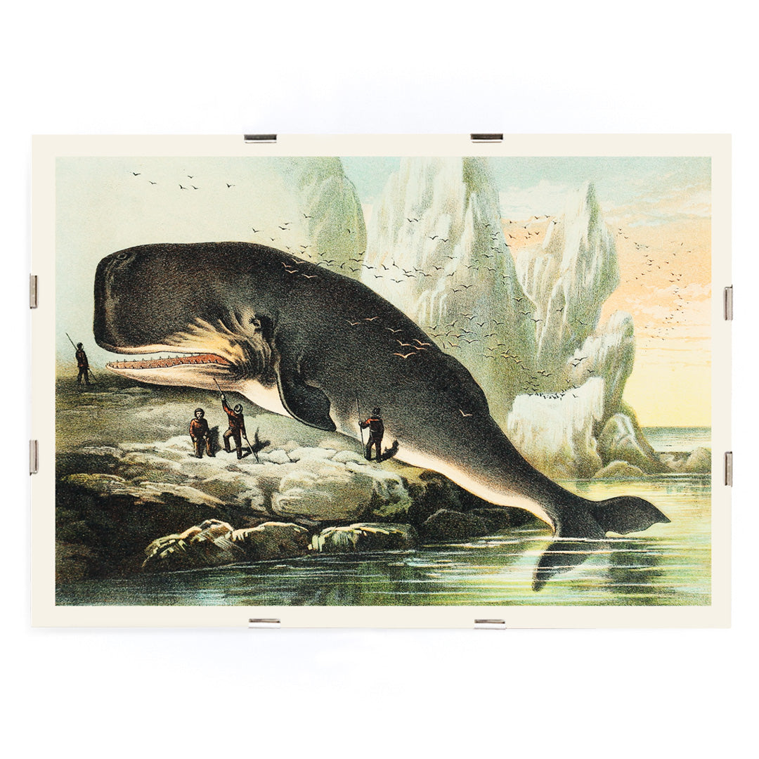 Sperm whale stranded on rocky shore with people and icy cliffs by John Karst from Johnsons household book of nature poster, framed and displayed in modern living room decor