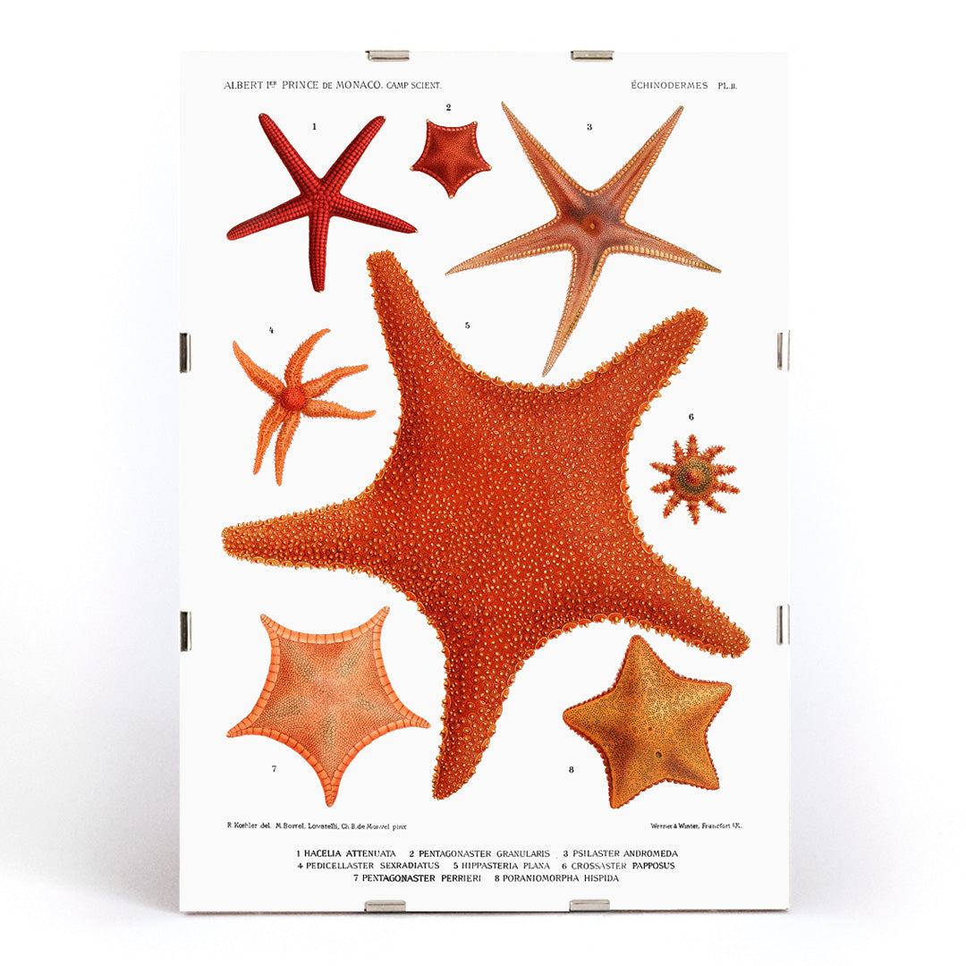 , framed and displayed in modern living room decor