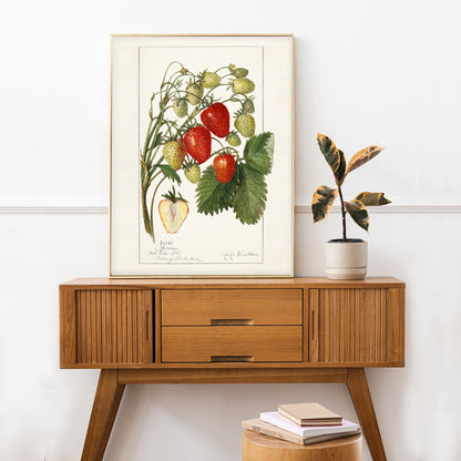 Botanical illustration poster of strawberries with leaves by Amanda Almira Newton titled Strawberries Fragaria perfect for wall decor, framed and displayed in home decor