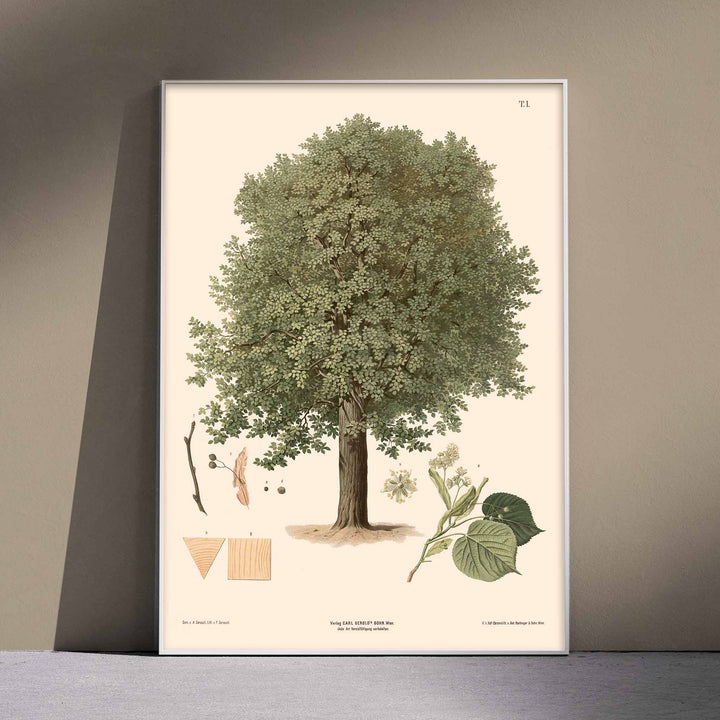 August Gerasch Summer Linden botanical poster featuring a mature linden tree, detailed foliage, flowering twigs and leaf studies, with wooden magnetic frame on white background