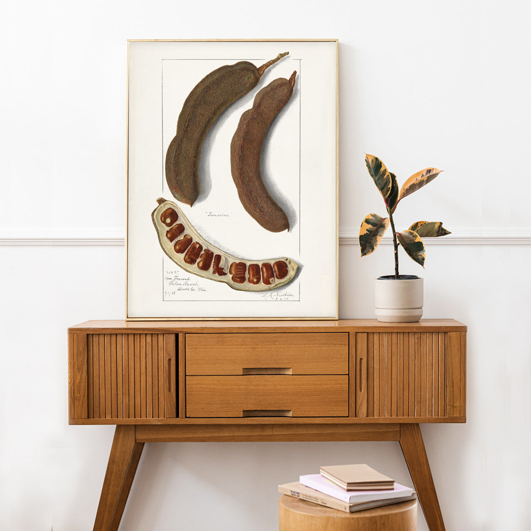 Botanical illustration and poster of Indian Tamarind Tamarindus Indica by Amanda Almira Newton featuring pods seeds and botanical artwork, framed and displayed in home decor