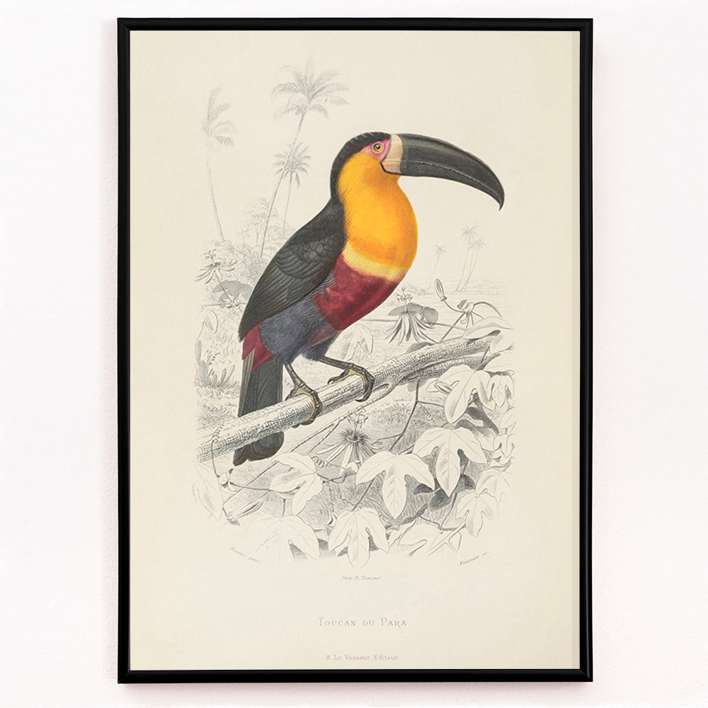 Closeup detail of Colorful Toucan du Para perched on a branch poster artwork by Georges Louis Leclerc