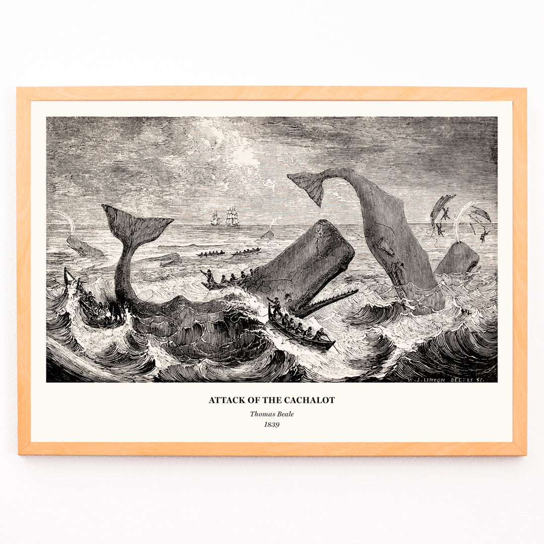 Closeup detail of Sperm whale and cachalot attacking fishing boats illustration from The Natural History of the Sperm Whale by Thomas Beale